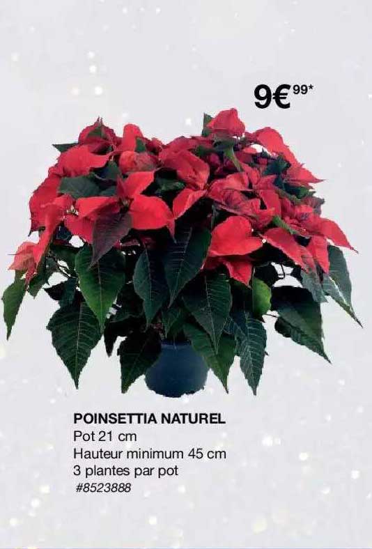 poinsettia naturel