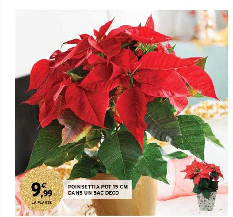 poinsettia pot 15 cm dans un sac déco