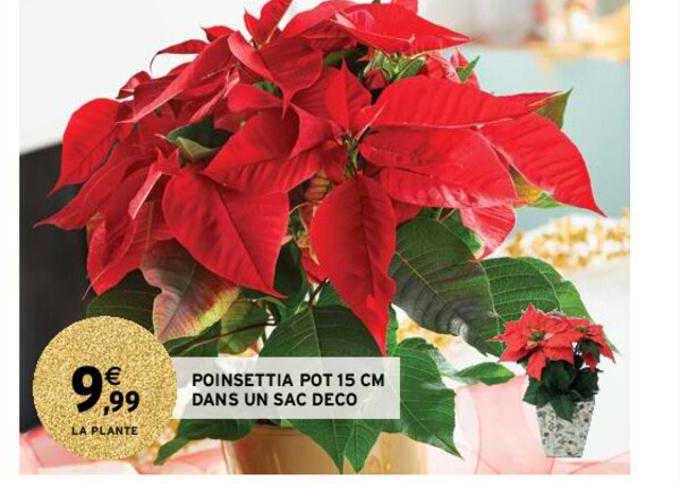 poinsettia pot 15 cm dans un sac déco