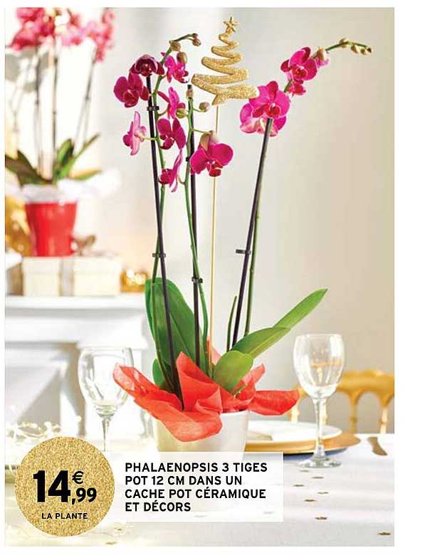 phalaenopsis 3 tiges pot 12 cm dans un cache pot céramique et décors