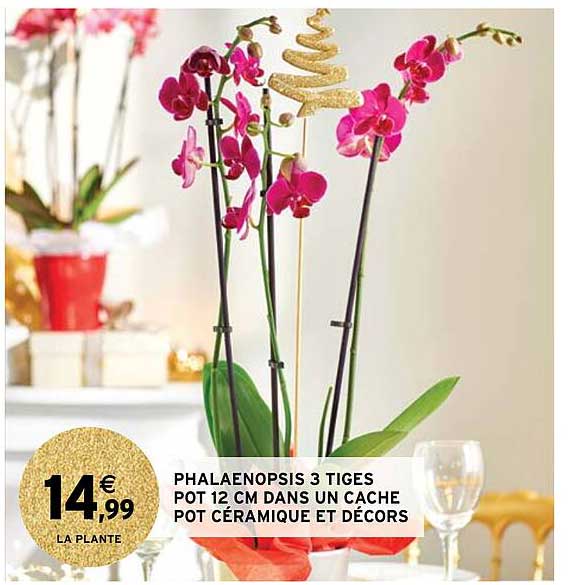 phalaenopsis 3 tiges pot 12 cm dans un cache pot céramique et décors