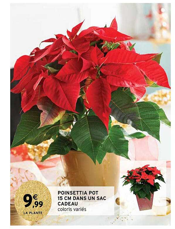poinsettia pot 15 cm dans un sac cadeau