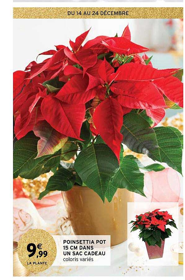 poinsettia pot 15 cm dans un sac cadeau