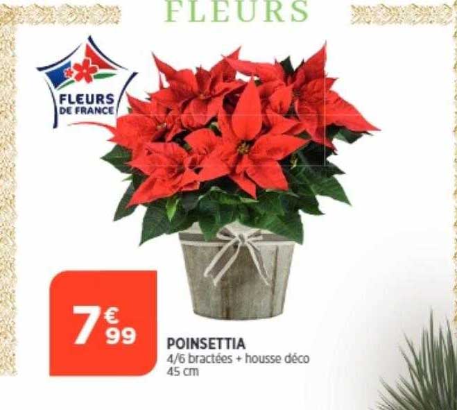 poinsettia