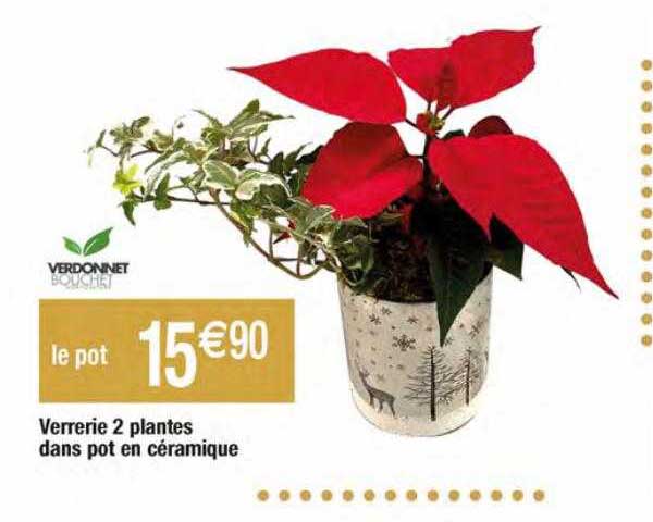 verrerie 2 plantes dans pot en céramique