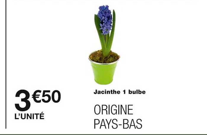 jacinthe 1 bulbe