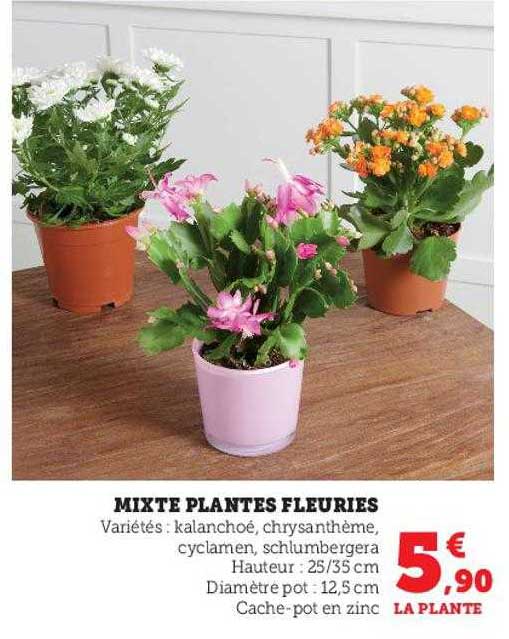 mixte plantes fleuries