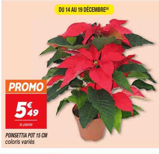 poinsettia pot 15 cm