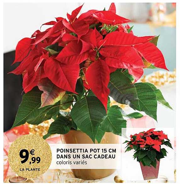 poinsettia pot 15 cm dans un sac cadeau