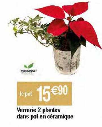 verrerie 2 plantes dans pot en céramique