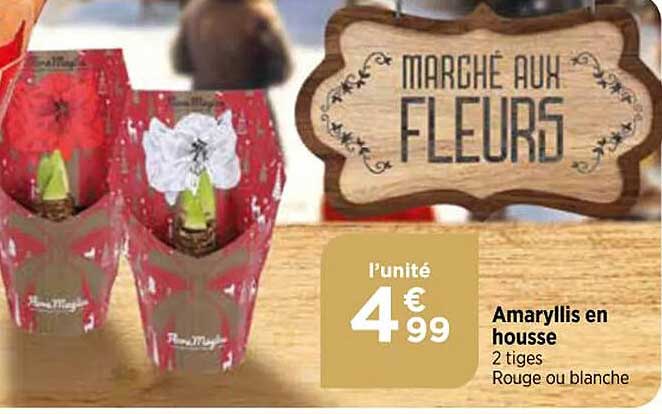 Amaryllis En Housse