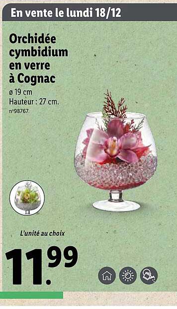 orchidée cymbidium en verre à cognac