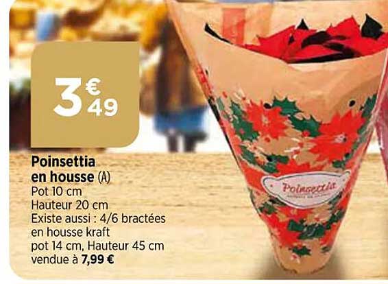 poinsettia en housse