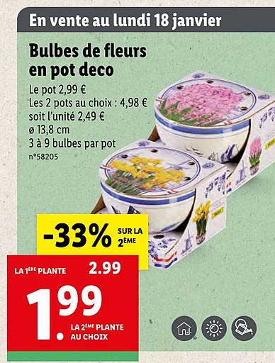 Bulbes De Fleurs En Pot Deco