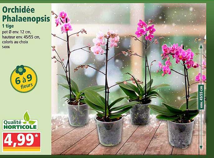 orchidée phalaenopsis 1 tige