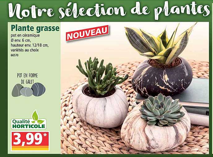 plante grasse