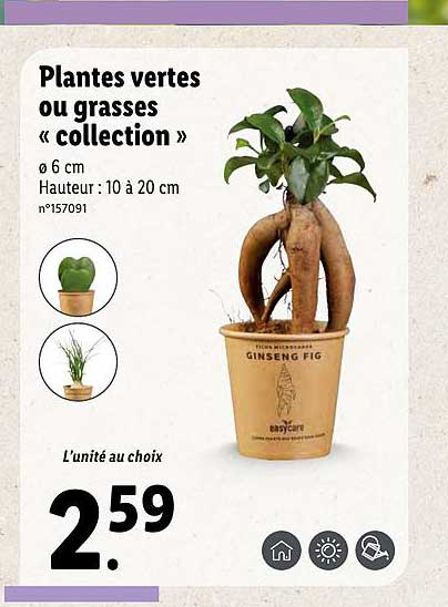 plantes vertes ou grasses «collection»