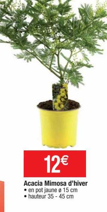 acacia mimosa d'hiver