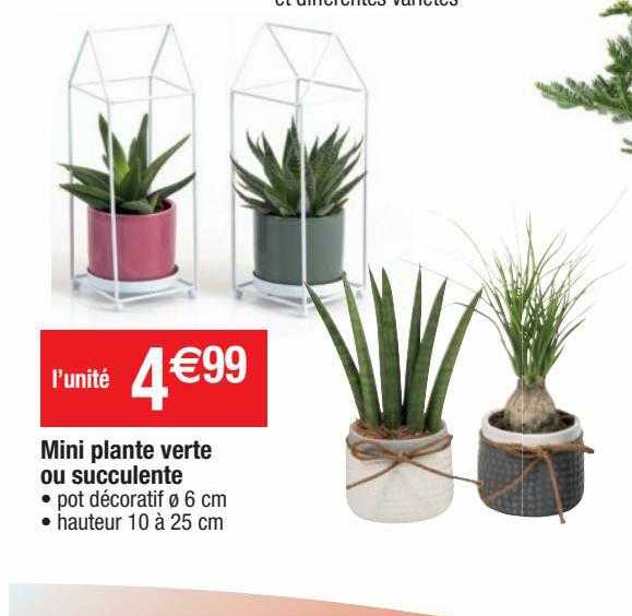 Mini Plante Verte Ou Succulente
