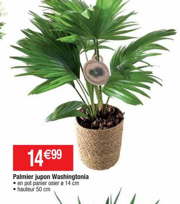palmier jupon washingtonia