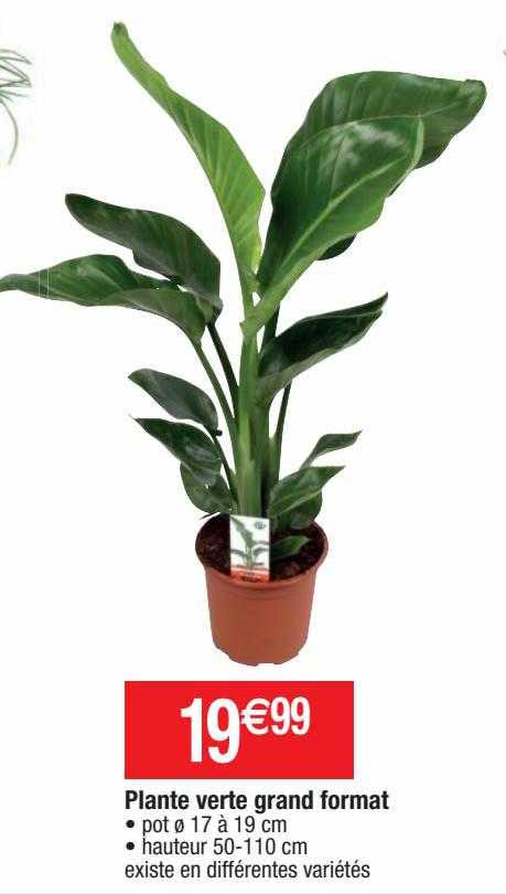 plante verte grand format