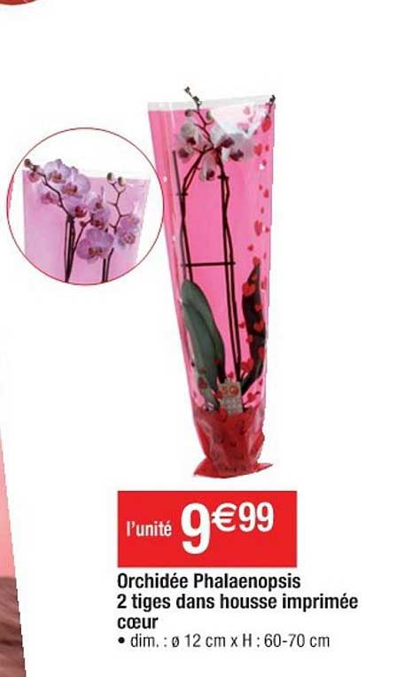 orchidée phalaenopsis 2 tiges dans housse imprimée cœur