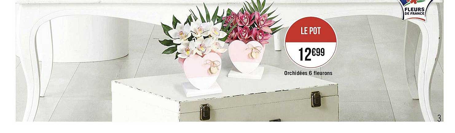 orchidées 6 fleurons