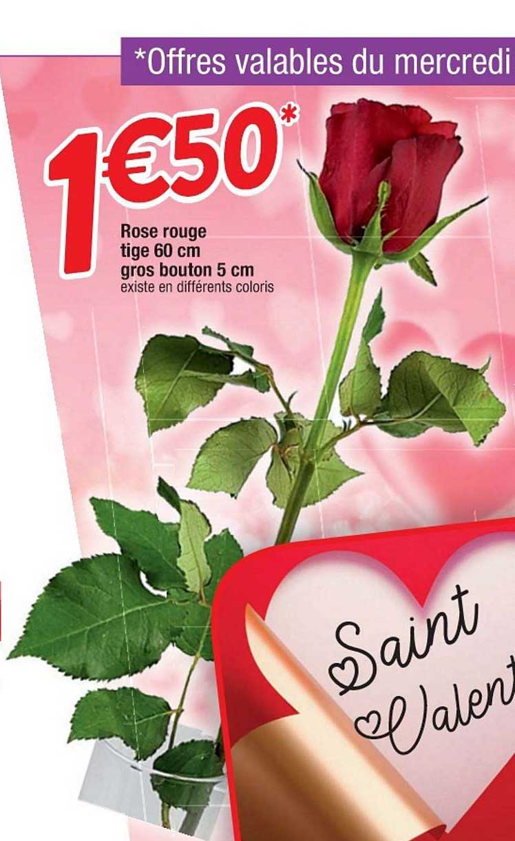 rose rouge tige 60 cm gros bouton 5 cm