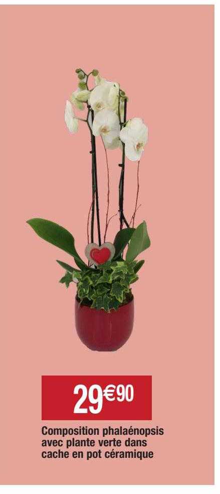 composition phalaénopsis avec plante verte dans cache en pot céramique