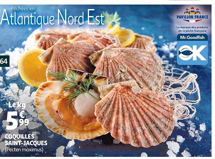 coquilles saint-jacques