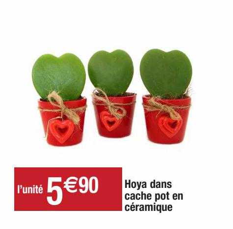 hoya dans cache pot en céramique