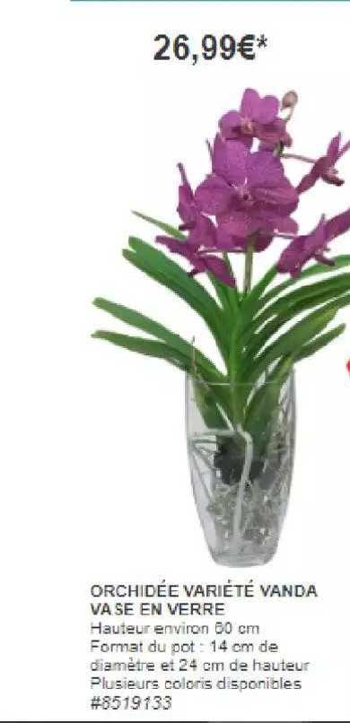orchidée variété vanda vase en verre