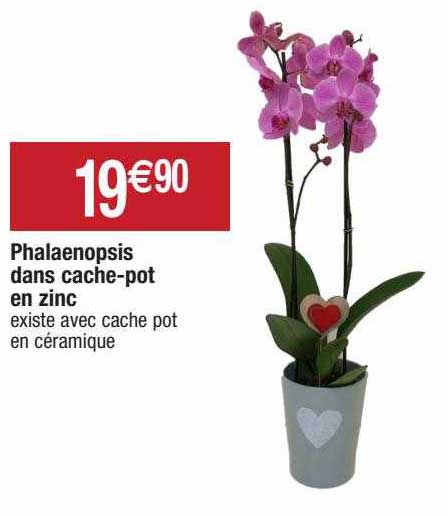 phalaenopsis dans cache-pot en zinc