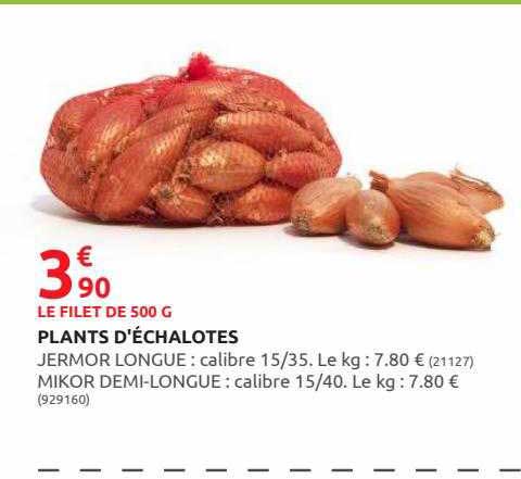 Plants D'échalotes
