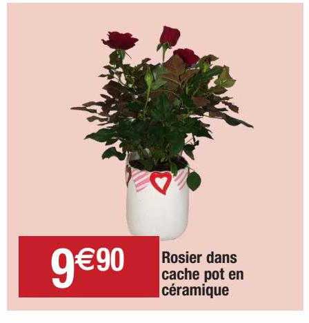 rosier dans cache pot en céramique