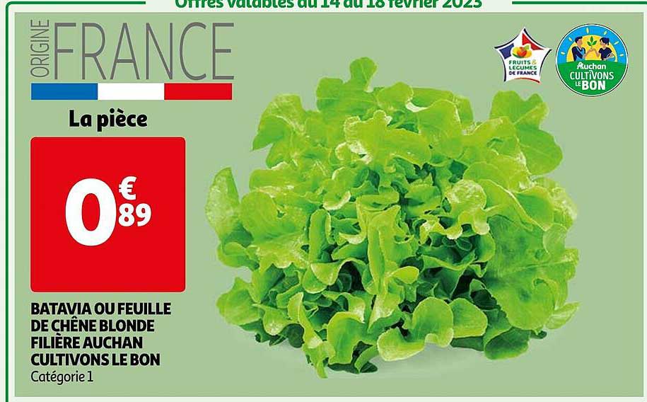 batavia ou feuille de chêne blonde filière auchan cultivons le bon