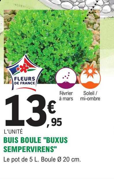 buis boule "buxus sempervirens"