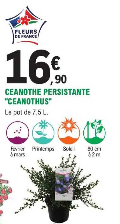 ceanothe  persistante "ceanothus"