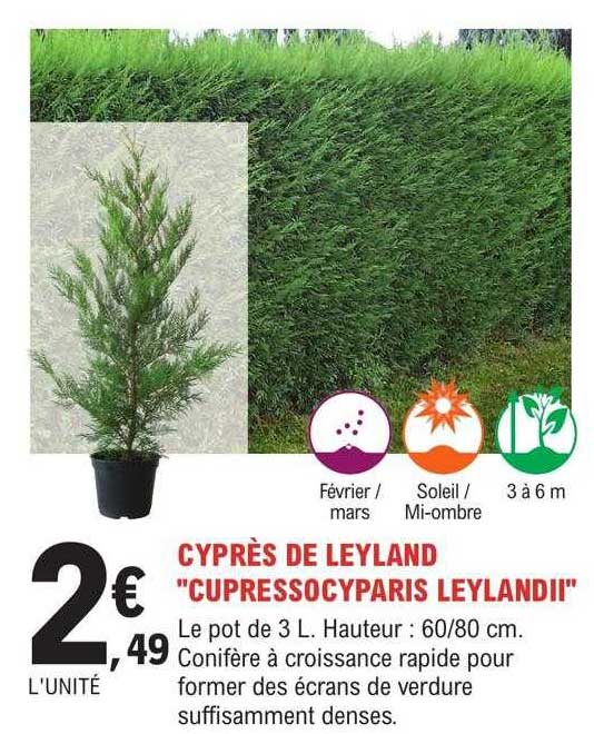 cyprès de leyland "cupressocyparis leylandii"