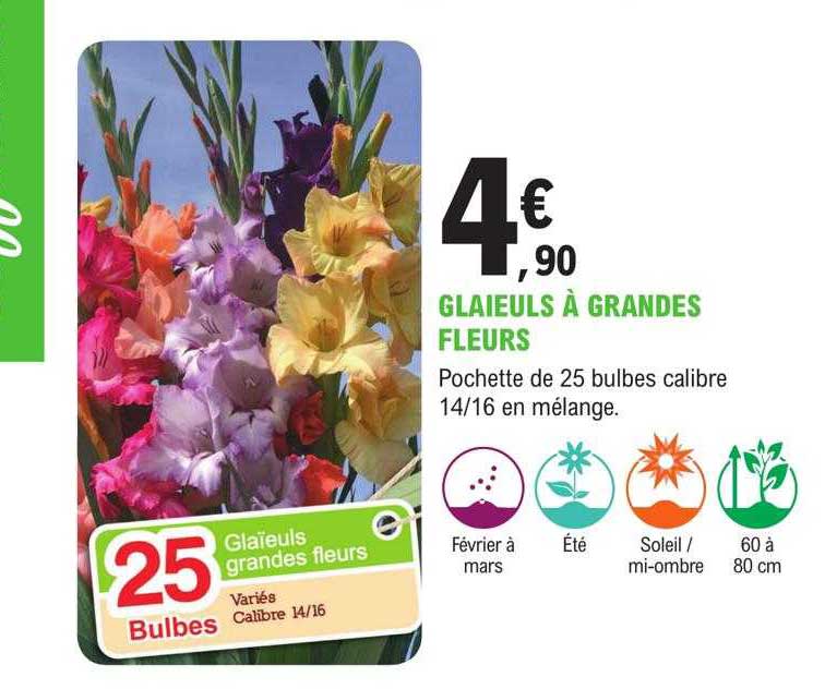 glaïeuls à grandes fleurs