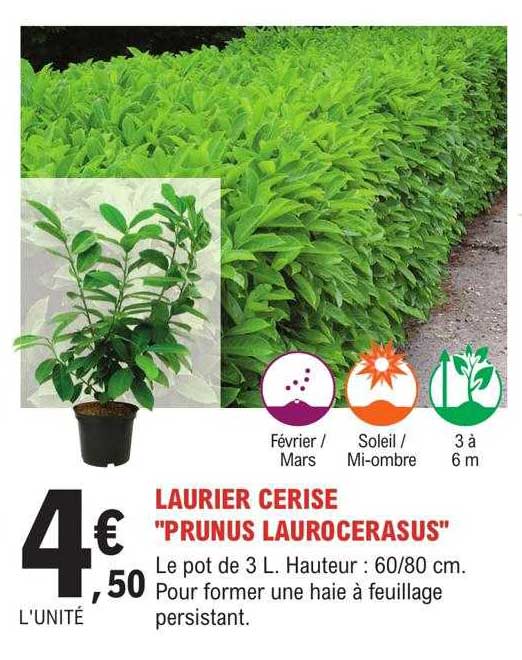 laurier cerise "prunus laurocerasus"