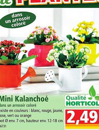 Mini Kalanchoé