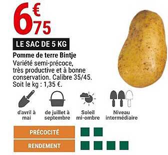pomme de terre bintje