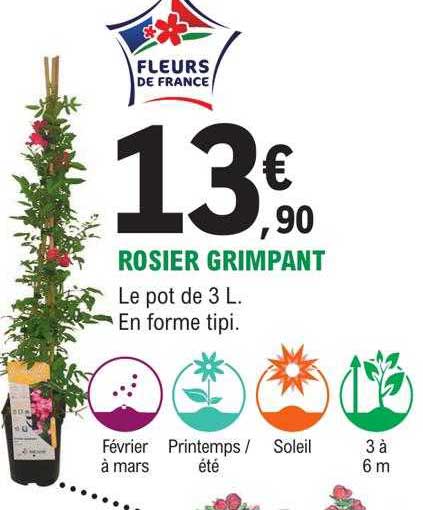 rosier grimpant