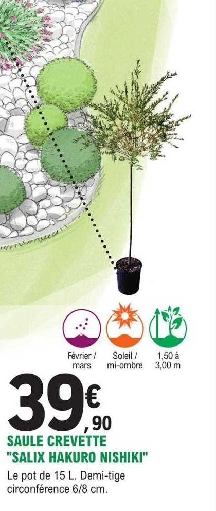 saule crevette "salix hakuro nishiki"