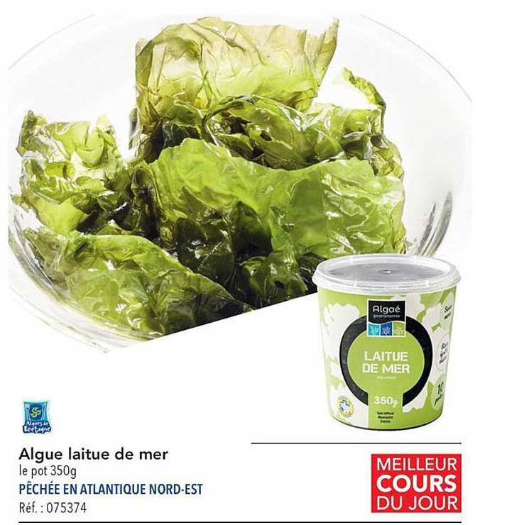 algue laitue de mer