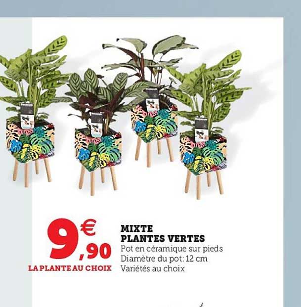 Mixte Plantes Vertes