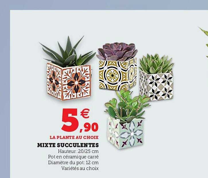 Mixte Succulentes