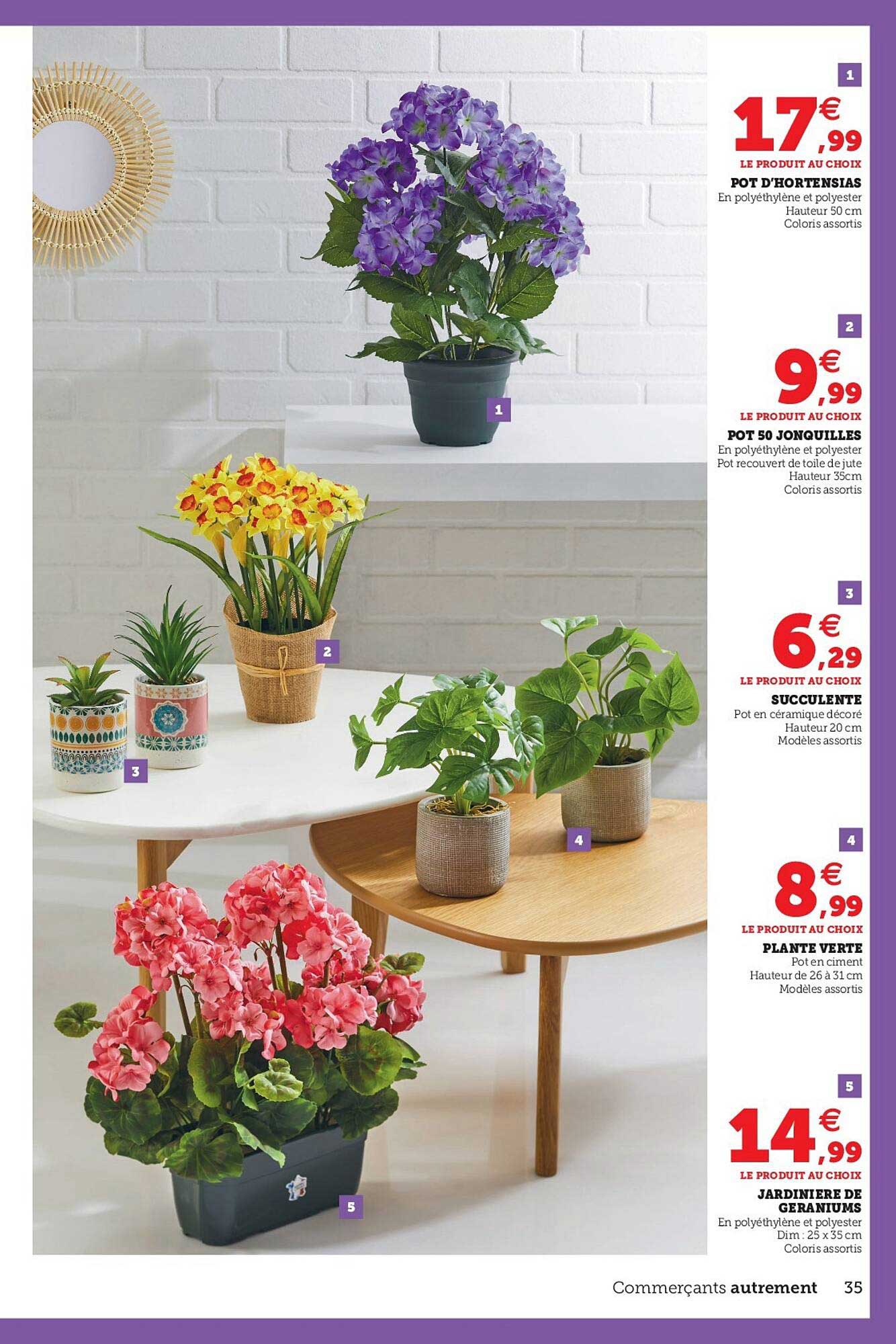 pot d'hortensias, pot 50 jonquilles, succulente, plante verte, jardinière de géraniums