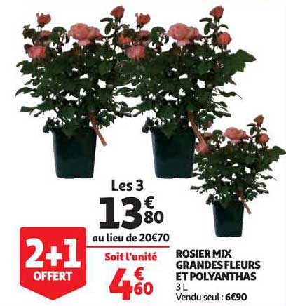 rosier mix grandes fleurs et polyanthas
